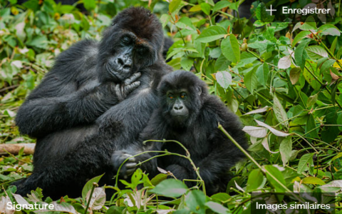 bonobos